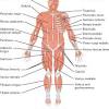 In humans, the rib cage, also known as the thoracic cage. 1