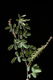 Image result for Indigofera colutea