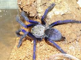 More images for baby pictures of tarantulas » Do Tarantulas Eat Their Babies Keeping Exotic Pets