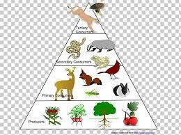 A food chain shows how each living thing gets food, and how nutrients are passed from creature to creature. Food Web Ecological Pyramid Food Chain Ecosystem Ecology Png Aquatic Ecosystem Area Art Biology Biomass In 2021 Ecological Pyramid Food Web Ecosystems