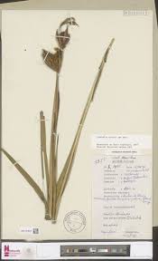 Image result for Clappertonia polyandra