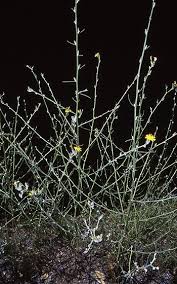 Image result for Emilia juncea