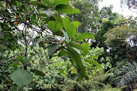 Image result for Bellucia