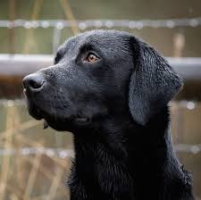 Black And White Chesapeake Bay Retriever Epingle Par Carolyn Argabright Sur Chiens Si Fideles Chien