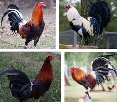 Maybe you would like to learn more about one of these? áˆ Top Fighting Rooster Breeds And Their Characteristics