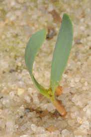 Image result for Welwitschiaceae