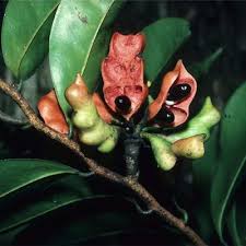 Image result for Xylopia acutiflora