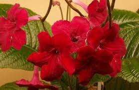 Image result for Streptocarpus kamerunensis
