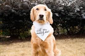Will You Marry Me Over The Collar Dog Bandana Cute Dog Etsy Dog Proposal Puppy Proposal Dog Bandana