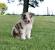Lilac Red Merle Border Collie