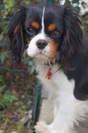 King charles spaniels are affectionate, attentive, gentle toys that adapt to each owner's lifestyle. Rhonda Rappazini Rhondarappazini Profile Pinterest