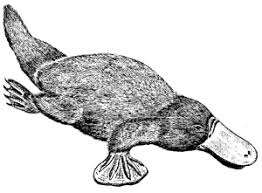 How To Draw A Realistic Platypus Here presented 57+ platypus drawing step step images for free to download, print or share. how to draw a realistic platypus