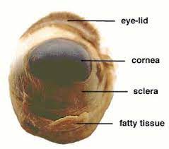 Check spelling or type a new query. Eye Dissection