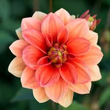Drool Worthy Dahlia Varieties For Every Garden And Bouquet Sunset Dahlia Flower Beautiful Flowers Pretty Flowers