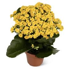 Image result for Kalanchoe rosalina