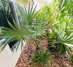 Image result for Sabal etonia