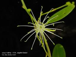 Image result for Maerua nervosa