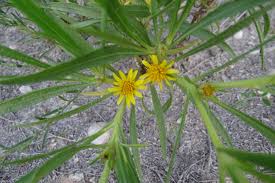 Image result for Geigeria