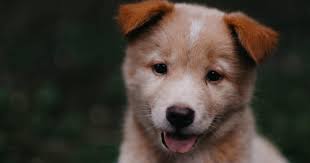 Is it normal for my dog to have frequent hiccups?