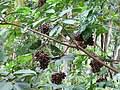 Image result for Ampelocissus obtusata