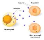 ホルモン、受容体、標的細胞。各種のホルモンは、特定の細胞のみ ...