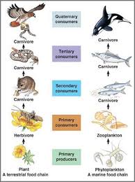 What do all living things need to survive? How Does Energy Flow In A Food Web Quora
