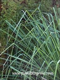 Image result for Cymbopogon nardus