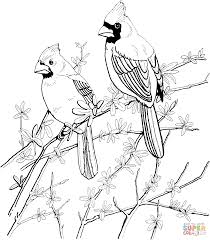 Incredible florida state bird coloring page with flower coloring. Free Printable Cardinal Coloring Pages Data Coloring Pages Conservation