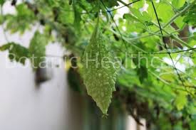 Image result for Momordica charantia
