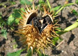 Image result for durman obecný květ