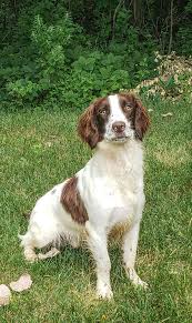 Don't miss what's happening in your neighborhood. Field Springer Spaniel Puppies For Sale In Minnesota