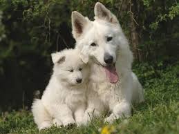 How much does the average white german shepherd puppy cost? White German Shepherd Mummy And Puppy White German Shepherd German Shepherd Dogs Shepherd Dog