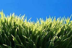 Grass Extreme Close Up Of Green Backlit Grass Against A Bright Blue Sky Sponsored Close Green Grass Extreme Ba Extreme Close Up Grass Bright Blue