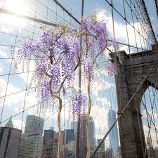 Der blauregen ist ein giftiger kletterstrauch Wisteria Sinensis Blauregen Jetzt Gunstig Online Kaufen Bei Pflanzmich De