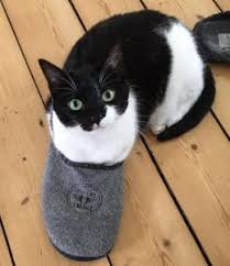 Gegen was sollte man eine wohnungskatze bzw. Katzen Impfen Ja Oder Nein Krebs Kritik Und Echte Fakten