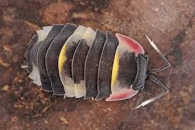 Crustaceo Terrestre Ordem Isopoda Terrestrial Crustacean Order Isopoda Cool Insects Arthropods Crustaceans
