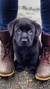 I Love All Dog Breeds 5 Best Dog Breeds To Get Along With Kids Yavru Kopek Sevimli Kopek Yavrulari Hayvan