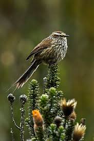 Image result for Sartidia angolensis