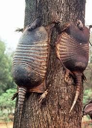 Gun Fail: 9Mm Bullet Ricochets Off Armadillo And Hits Shooter'S  Mother-In-Law - Youtube