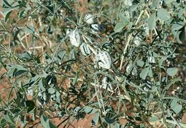 Image result for Trochomeria