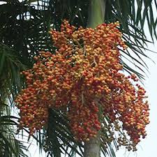 Areca Palm Dypsis Lutescens 5 Tropical Palm Tree Seeds Bonus Tree Seeds Areca Palm Palm Trees