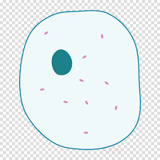 Free cliparts that you can download to you computer and use in your designs. Simple Animal Cell No Labels Clipart Plant Cell Diagram Emoji Png Smile Full Size Png Download Seekpng