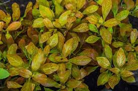 Image result for Ludwigia