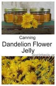Canning Dandelion Flower Jelly A Farm Girl In The Making Recipe Dandelion Jelly Dandelion Recipes Canning