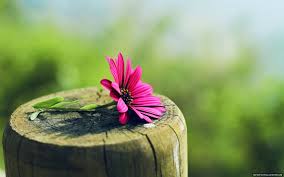 Entdecke rezepte, einrichtungsideen, stilinterpretationen und andere ideen zum ausprobieren. Hd Wallpapers Nature Flowers Group 81
