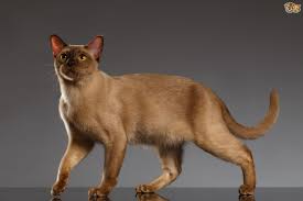 The most amazing photos around the world. Burmese Cat Breed Facts Highlights Buying Advice Pets4homes