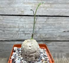 Image result for Adenia stenodactyla