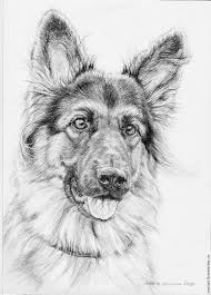 Cute German Shepherd Dog Drawing Germanshepherd Hayvan Cizimi Tablolar