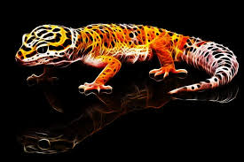 1000 x 714 jpeg 86 кб. Leopard Gecko Lifespan As Pets Care Facts And Information Leopard Gecko Leopard Gecko Care Gecko