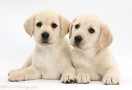 We did not find results for: 46 Yellow Lab Wallpaper Pictures On Wallpapersafari